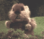 gopher.gif image by jtrain05